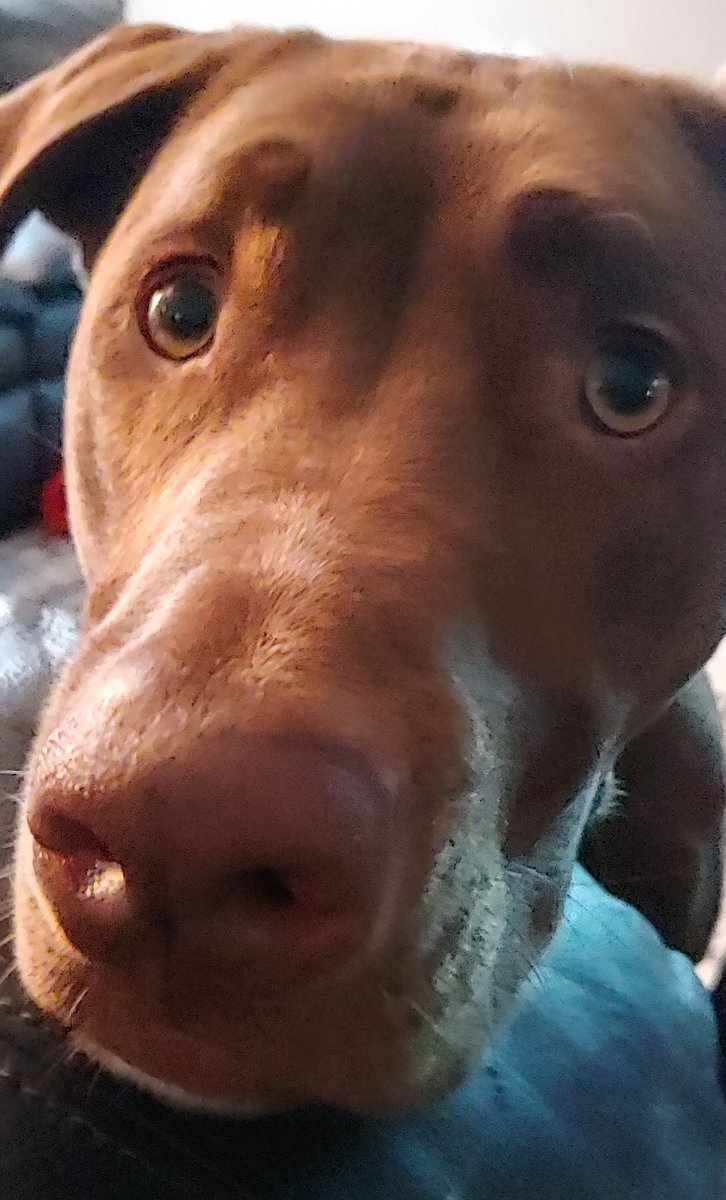 iveybass's tweet photo. @samlagrone I agree... Meet Baxter https://t.co/KgYDD4uICU