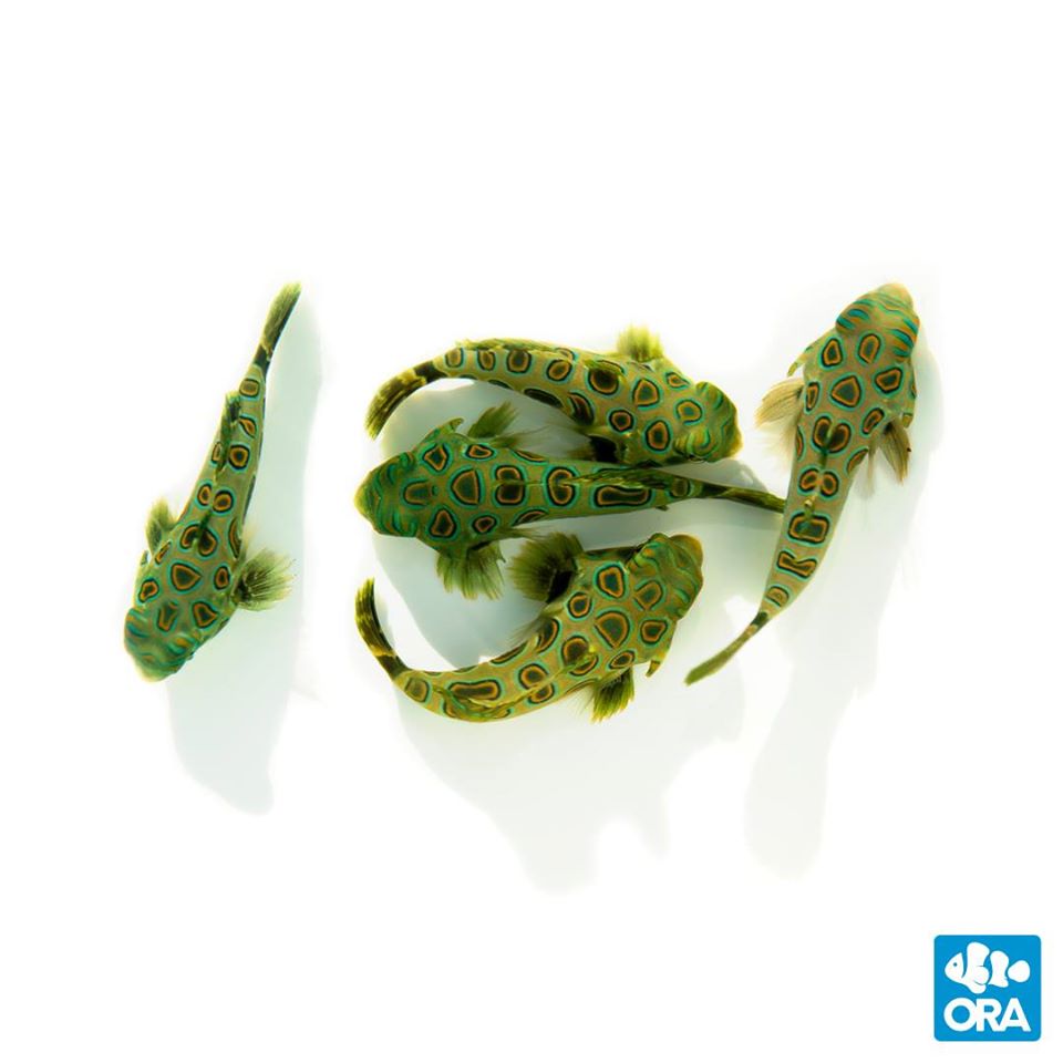 CORALmagazine's tweet photo. Continuing coverage from the @GlobalPetExpo - @orafarm  has brought multiple species of #Dragonets back into captive propagation for the aquarium market. Learn more at https://t.co/fhlE1Dek2X

#mandarins #spottedmandarins #dragonet #synchiropus #captivebred #captivebredmandarin https://t.co/hR16TcldIb