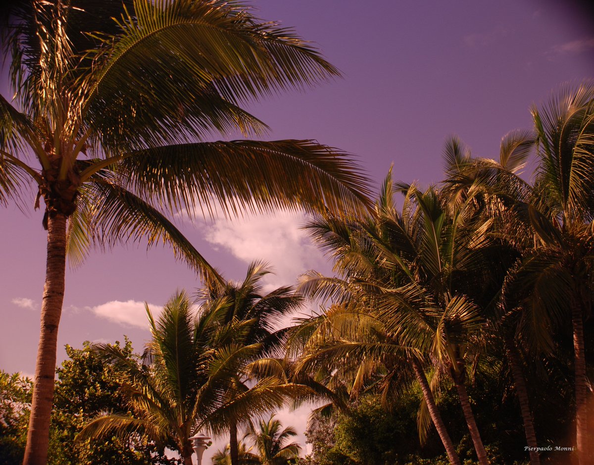 PIERPAOLOMONNI's tweet photo. Blast from the fast. Summer views from the beach....
#Summer #Beach #Sea #Palm #Palms #WestPalmBeach #Florida #Cloud #Clouds #Sky #Nature #Tree #Beauty #Picgram #Travel #Travelgram https://t.co/KjP42TFe0b