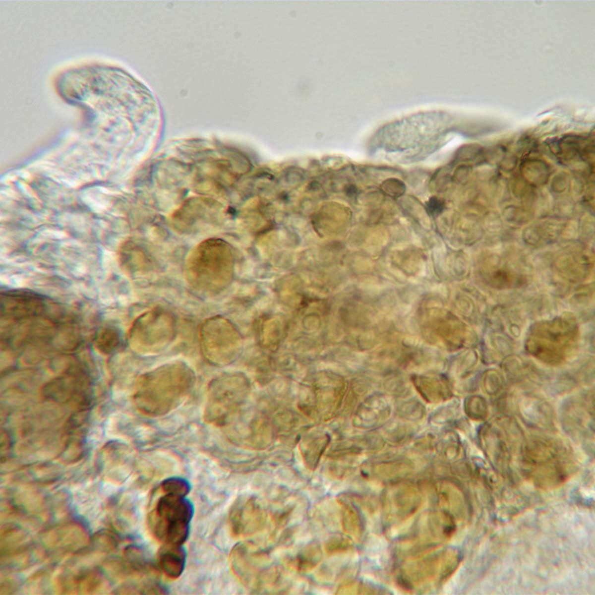 Here is the 'K+ oily' reaction of P. oleagina, supposedly absent in P. hypotremella and not observed in my mystery. A fragment of thallus mounted in water, then K introduced under the coverslip.