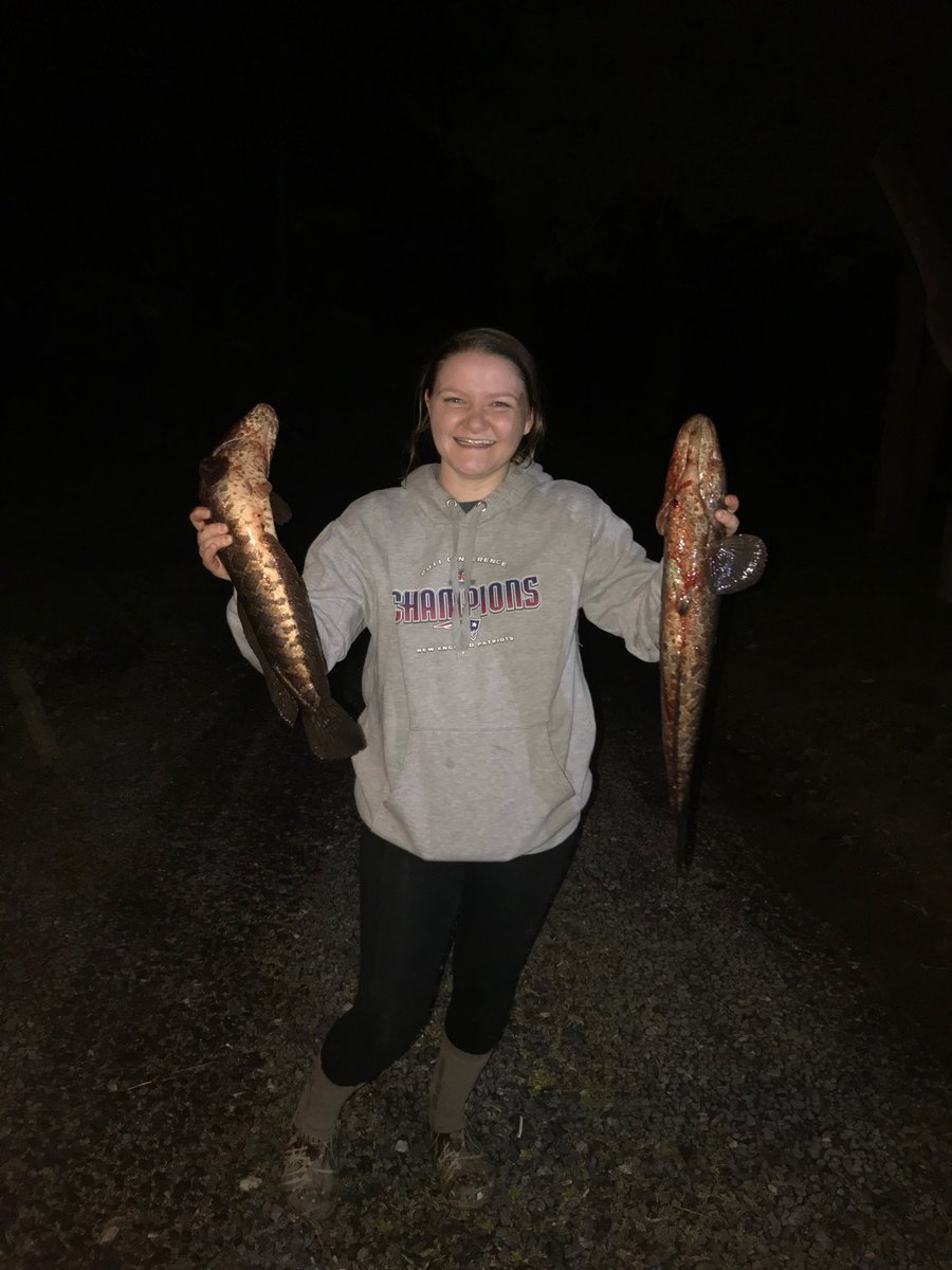 ReapersOutdrAdv's tweet photo. Some of the fish we shot this past weekend that were in our YouTube video. If you haven’t seen it the link is in our bio #bowfishing #amsbowfishing #snakehead #carp #punchinholes #getreaped #reapersoutdooradventures https://t.co/85VluLtU8p