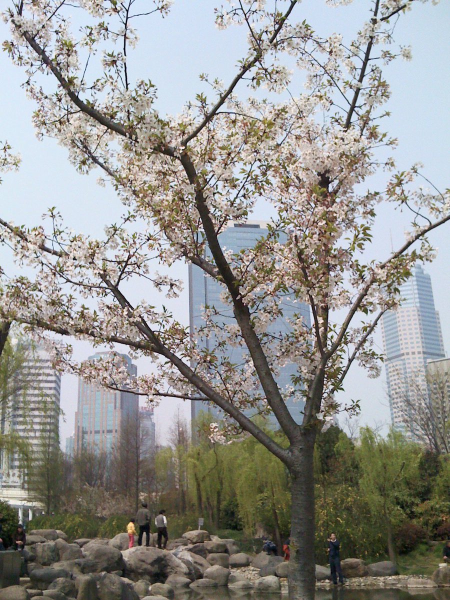 MatthewLi2020's tweet photo. Missing the season of Sakura blossoms in Shanghai! https://t.co/RfK39NtMdS
