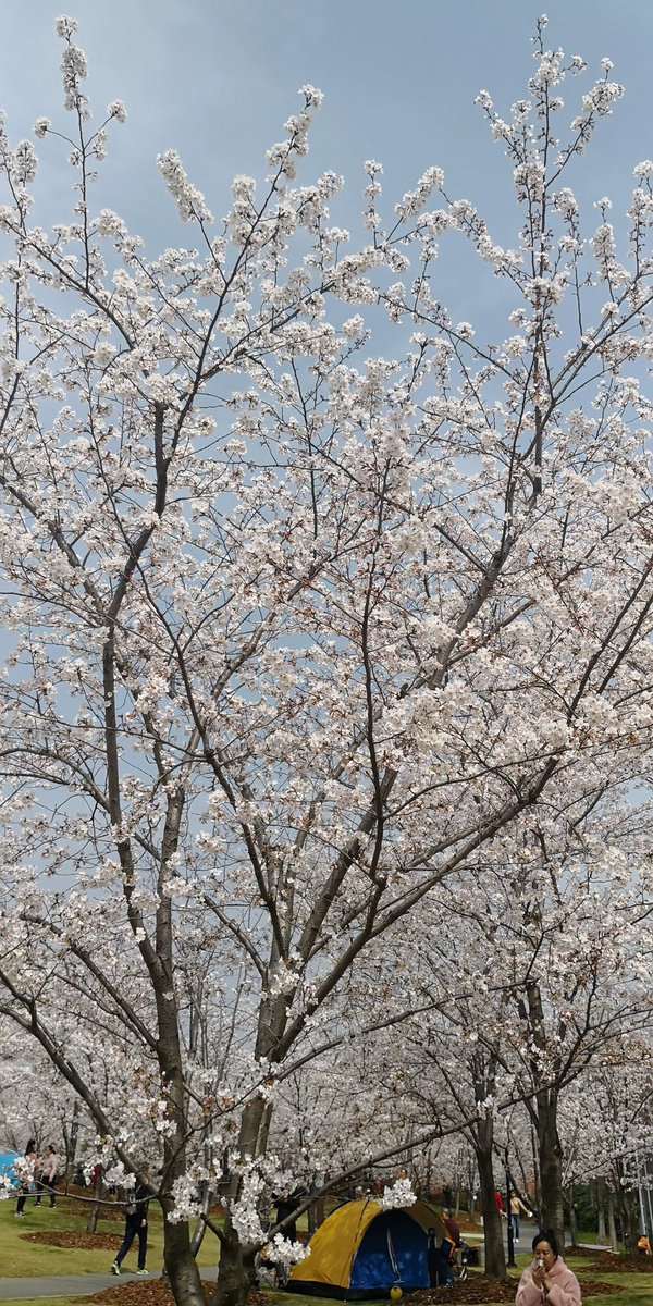 MatthewLi2020's tweet photo. Missing the season of Sakura blossoms in Shanghai! https://t.co/RfK39NtMdS