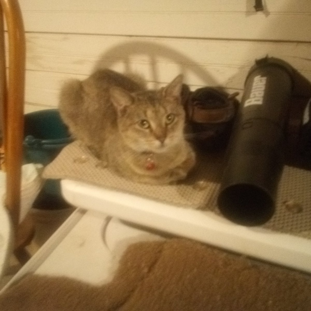 SallybugnessJ's tweet image. #NewProfilePic