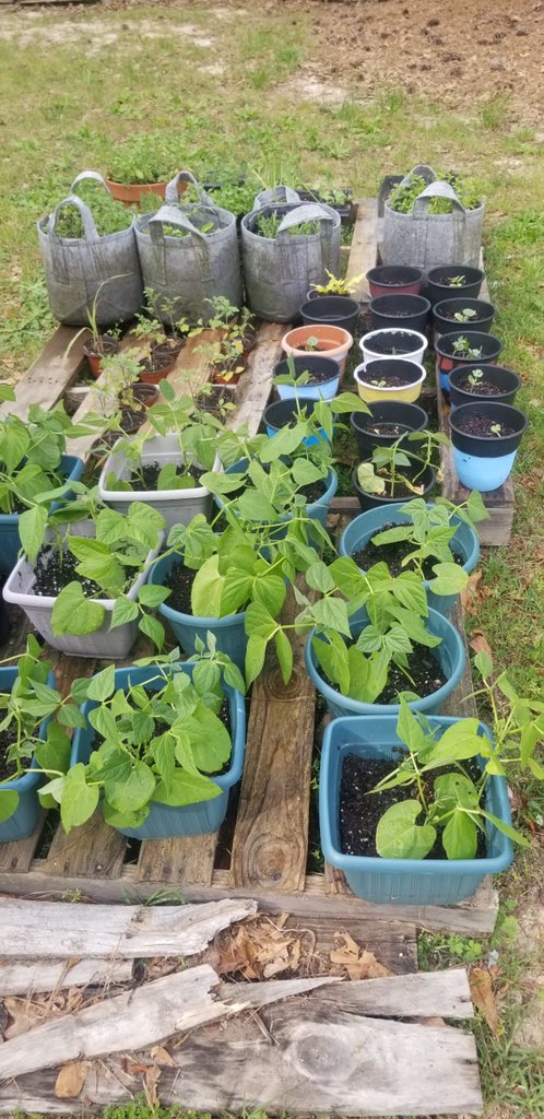 DrMAJM's tweet photo. The Legacy Garden...until the Fall. #DrGarden #SteamTeams #INSPIREaSTUDENT #distancelearning @GardenCityJazz @isteamprof https://t.co/zRG1a4JtJ2