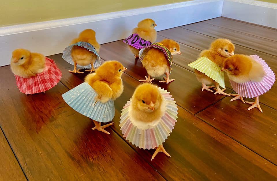 anoIdcardigan's tweet photo. Here are some pictures of chicks wearing muffin liners to make you smile 🐥 https://t.co/WyLm3Xsvqs