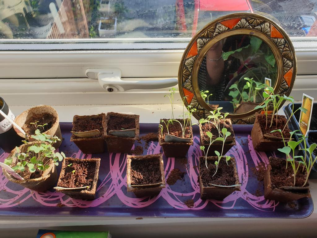 While I work my seeds are growing #workingfromhome #LockedDown #watchmegrow