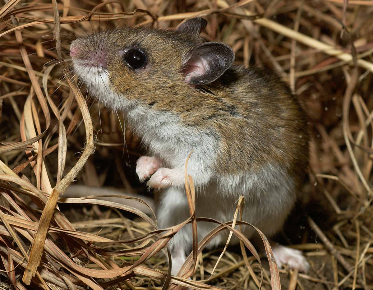 WADeptHealth's tweet photo. Protect yourself from hantavirus. As you spring clean, remember to use caution if you are cleaning areas where mice made their homes during winter months (garages, sheds, barns, cabins). #SpringCleanTips #Hantavirus https://t.co/JyXtX02Rrz https://t.co/fdEYu5UFIN