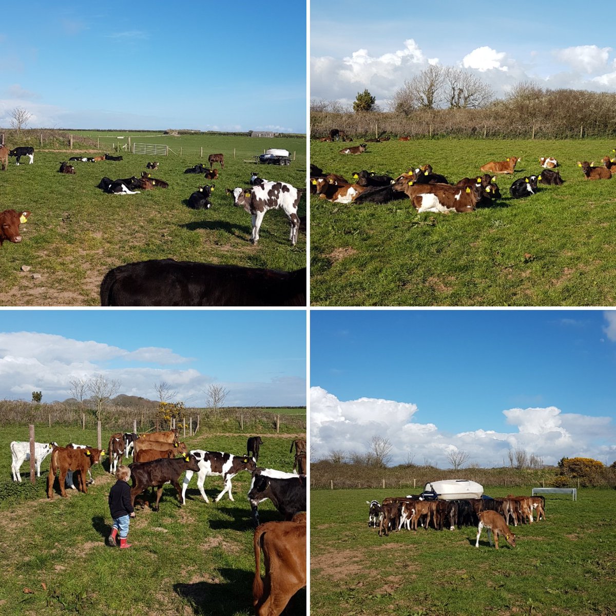 cups_on's tweet photo. A proud day getting our little babies outside for the first time today. It's been a tough Spring with all the bad weather, but wonderful to see these guys outside, enjoying the sunshine. #springblockcalving #farminguk https://t.co/pSNaEicwqB
