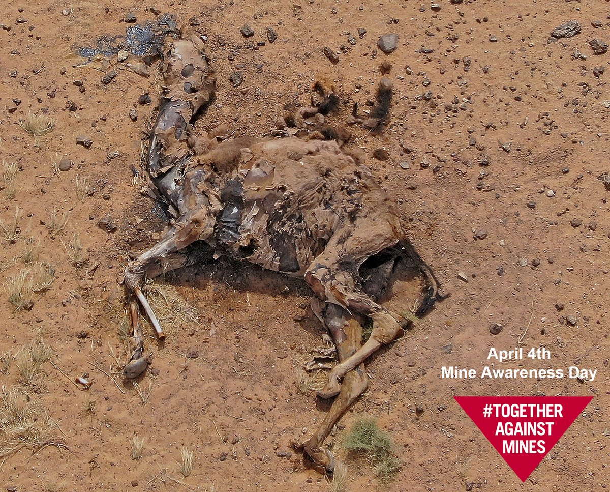 FarRobotics's tweet image. Today is #International #Mine #Awareness Day. #Landmines indiscriminately maim and kill - both people and #animals. We have been using small #drones to try and help speed up the clearance of such a devastating legacy. @HI_france 
#IMAD2020 #dronesforgood #humanitarian #mineaction