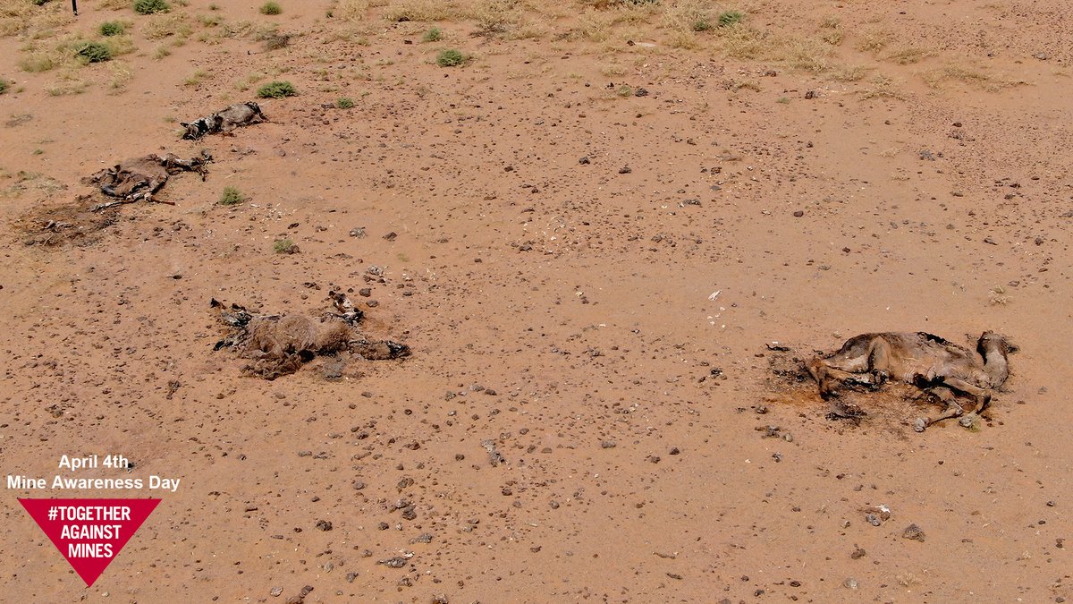 FarRobotics's tweet image. Today is #International #Mine #Awareness Day. #Landmines indiscriminately maim and kill - both people and #animals. We have been using small #drones to try and help speed up the clearance of such a devastating legacy. @HI_france 
#IMAD2020 #dronesforgood #humanitarian #mineaction