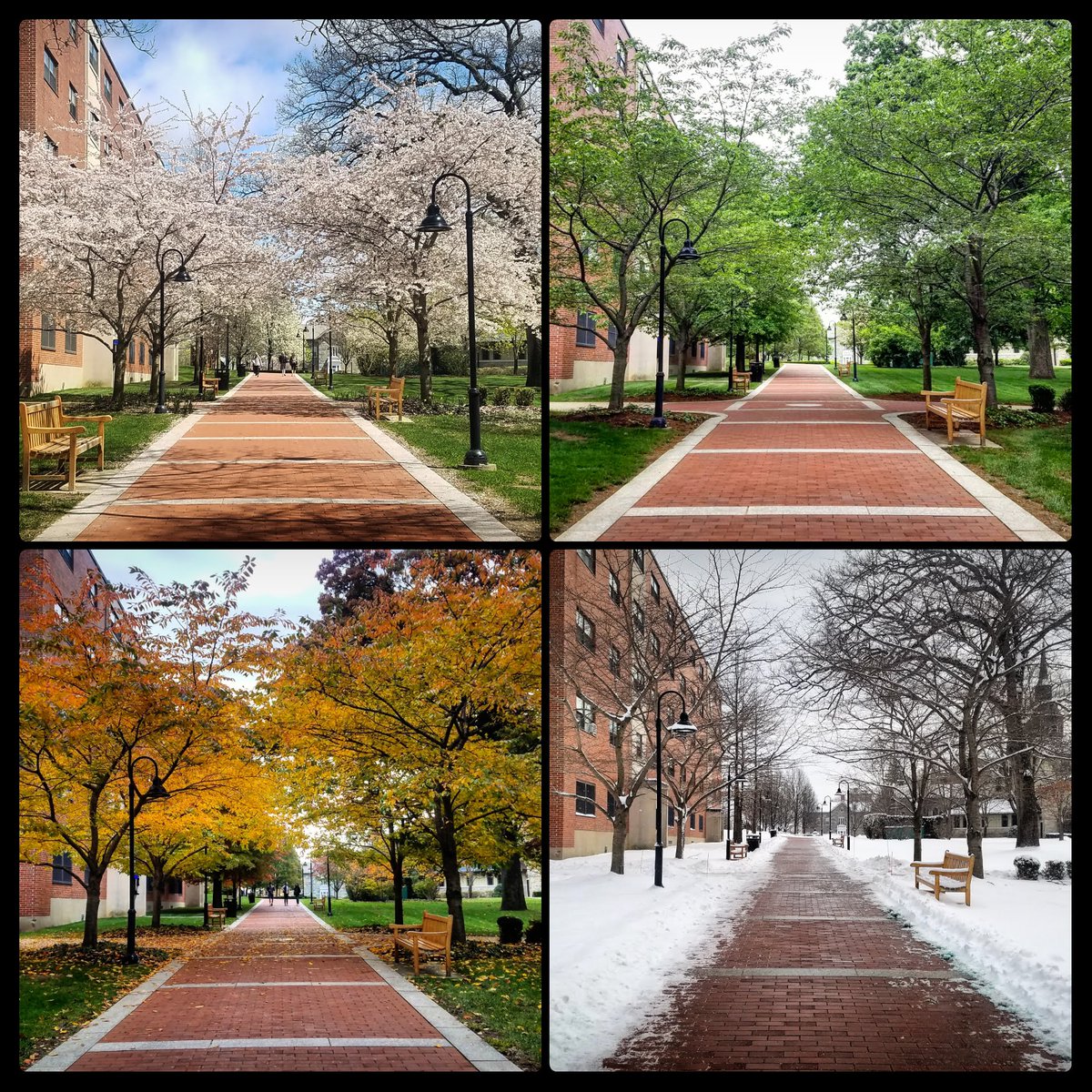 Library_PC's tweet photo. For #Archive30 we’re taking today’s theme #ArchivePath literally. PC’s campus has beautiful paths all over, our favorite is the one that leads to the library.  #ProvidenceCollege #PCLibrary #PCArchives https://t.co/JIJ9SlHQHE