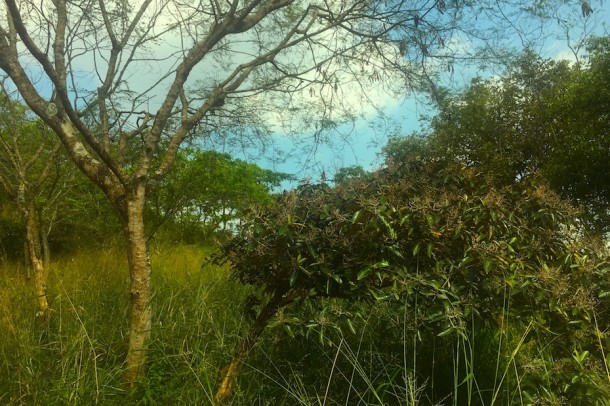 thetouchofsound's tweet photo. Enjoy some of natures music from Cali, #Colombia. #WeeklyDestination
Click photo or link to play authentic sound recording: https://t.co/3mbVKKp6cd
#wildlife #nature #insects #Sound https://t.co/IjtkpFZI1S