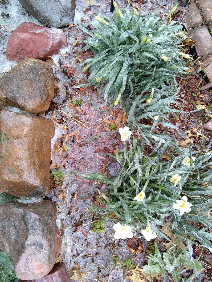 TerriJermain's tweet photo. Well, I do live in Missouri so this really should be no surprise! In a few days it will be in the 70's again! #weather challenges with #flower #gardening in #Missouri No insects today... @fox4wx said this would happen! https://t.co/9EycOsAxw3