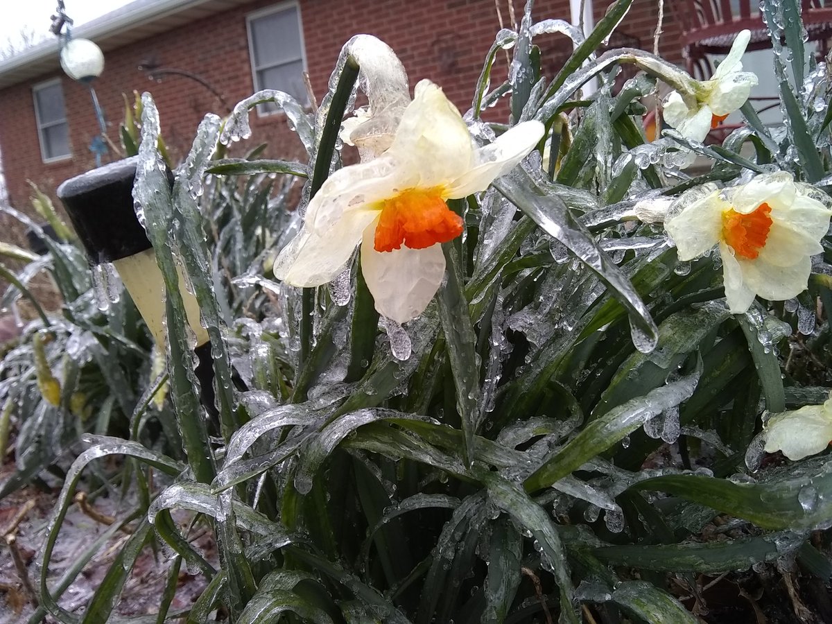 TerriJermain's tweet photo. Well, I do live in Missouri so this really should be no surprise! In a few days it will be in the 70's again! #weather challenges with #flower #gardening in #Missouri No insects today... @fox4wx said this would happen! https://t.co/9EycOsAxw3