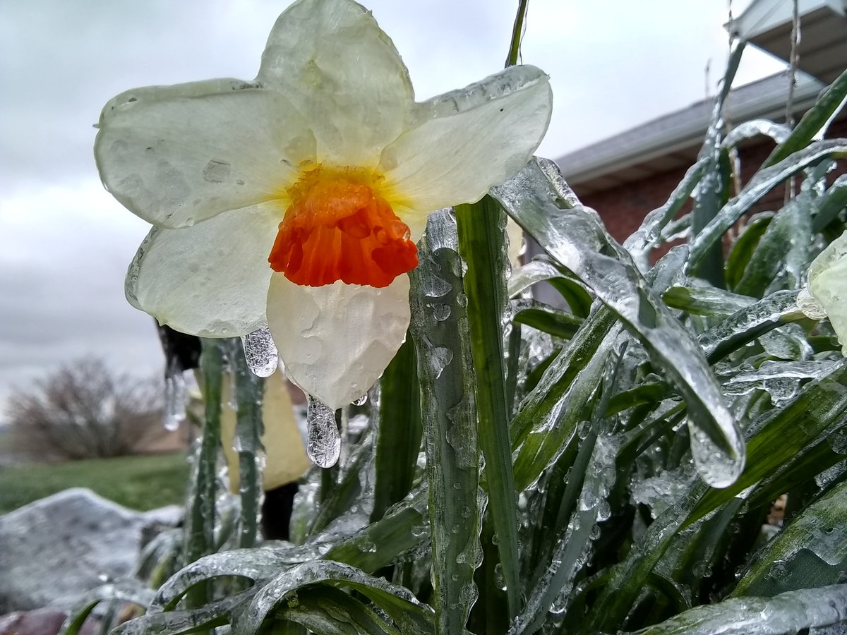TerriJermain's tweet photo. Well, I do live in Missouri so this really should be no surprise! In a few days it will be in the 70's again! #weather challenges with #flower #gardening in #Missouri No insects today... @fox4wx said this would happen! https://t.co/9EycOsAxw3