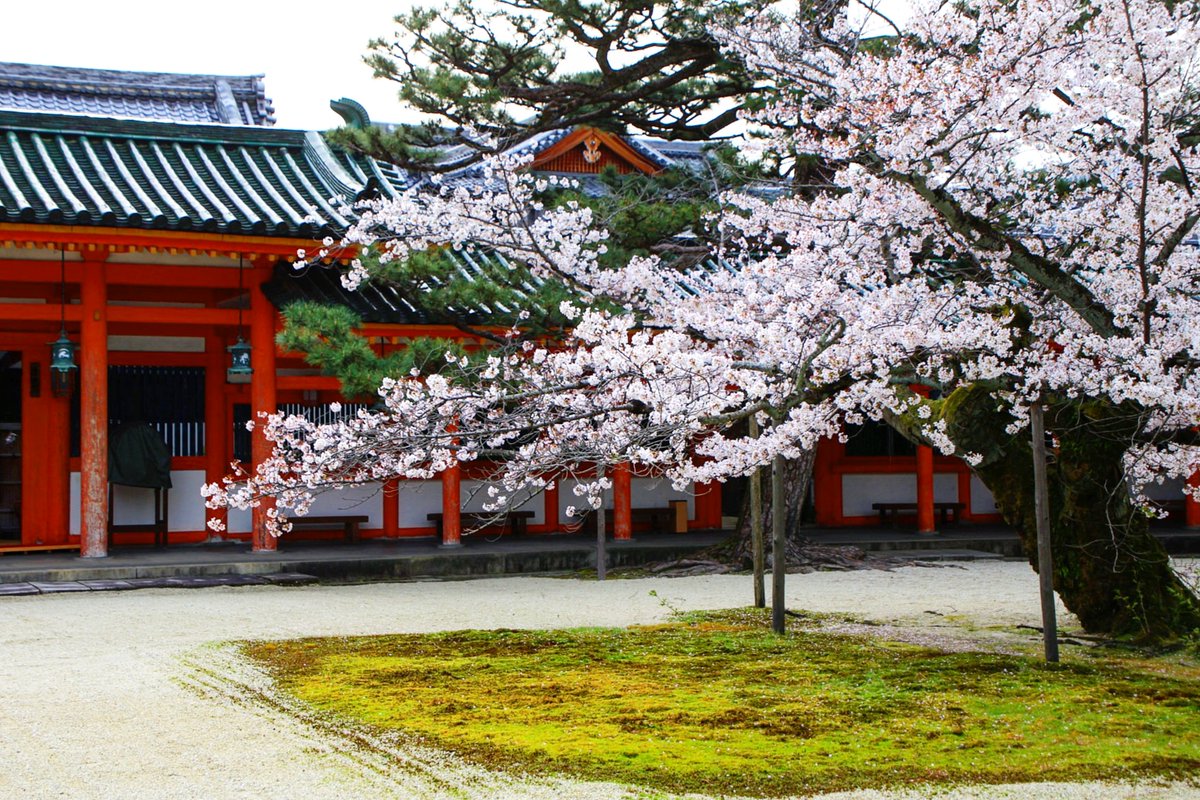 ট ইট র 京都もよう Kyoto Moyou 京都 平安神宮の桜 屋根にかかる紅しだれを見る限り 神苑もそろそろかな 04 03撮影 平安神宮 平安神宮の桜 桜 桜 桜の木 サクラ サクラの木 さくらの木 桜の樹 雅 Japanawaits はなまっぷ ট ইট র 京都もよう Kyoto Moyou 京都 平安神宮の桜 屋根にかかる紅しだれを見る限り 神苑もそろそろかな 04 03撮影 平安神宮 平安神宮の桜 桜 桜 桜の木 サクラ サクラの木 さくらの木 桜の樹 雅 Japanawaits はなまっぷ