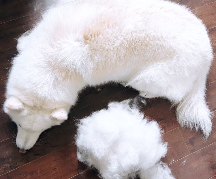 vahnloves's tweet photo. Get a double coated dog they said ..we aren’t even 1/8 done #Petlander https://t.co/cFpR8PH1xm