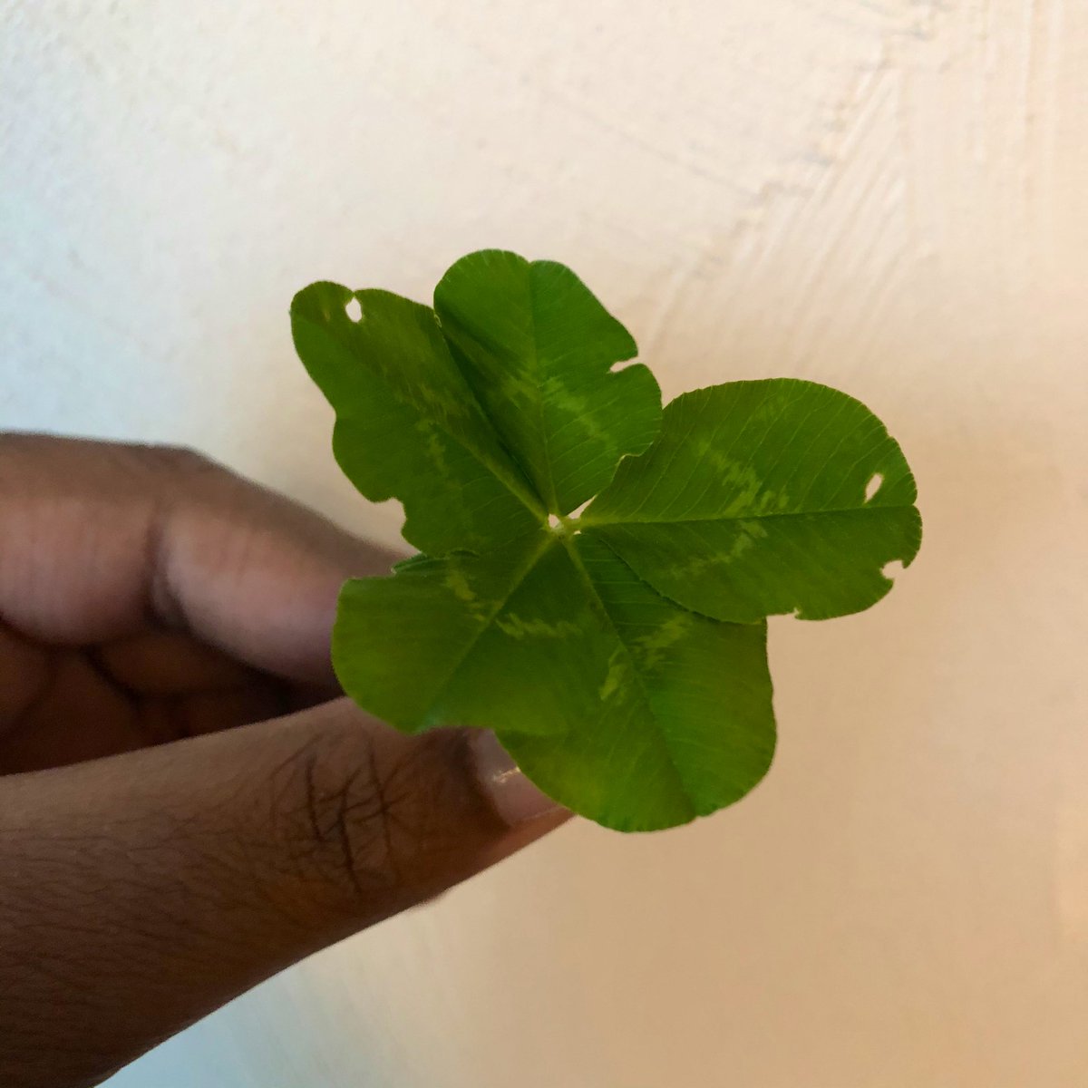 YOU WILL NOT BELIEVE THIS:I found a FIVE leaf clover!!!It looks like perhaps a two three leaf clovers grew too close to each other and then fused. But there are five leaves on this stem!!!
