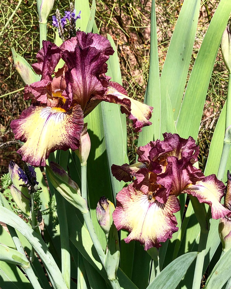 dearabbie's tweet image. And in other news, these beauties opened up today. #counterprogramming #iris #backyard #garden #lunchbreak