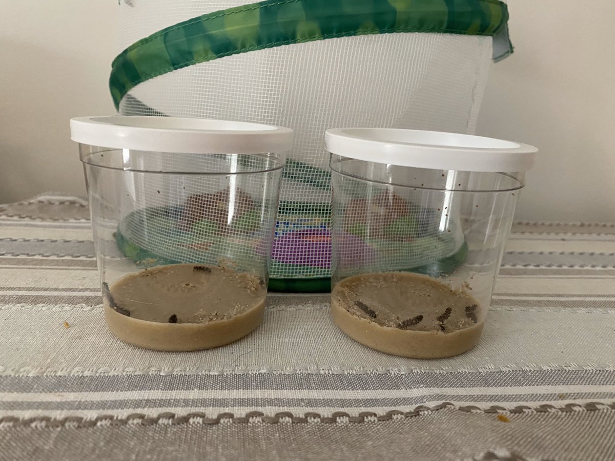 MillCreekwest's tweet photo. Look what’s coming to a classroom near you! We love the extra our teachers continue to do from home! #TheExtraMile #InThisTogether #LearningFromAfar https://t.co/5wGLSSYMF7