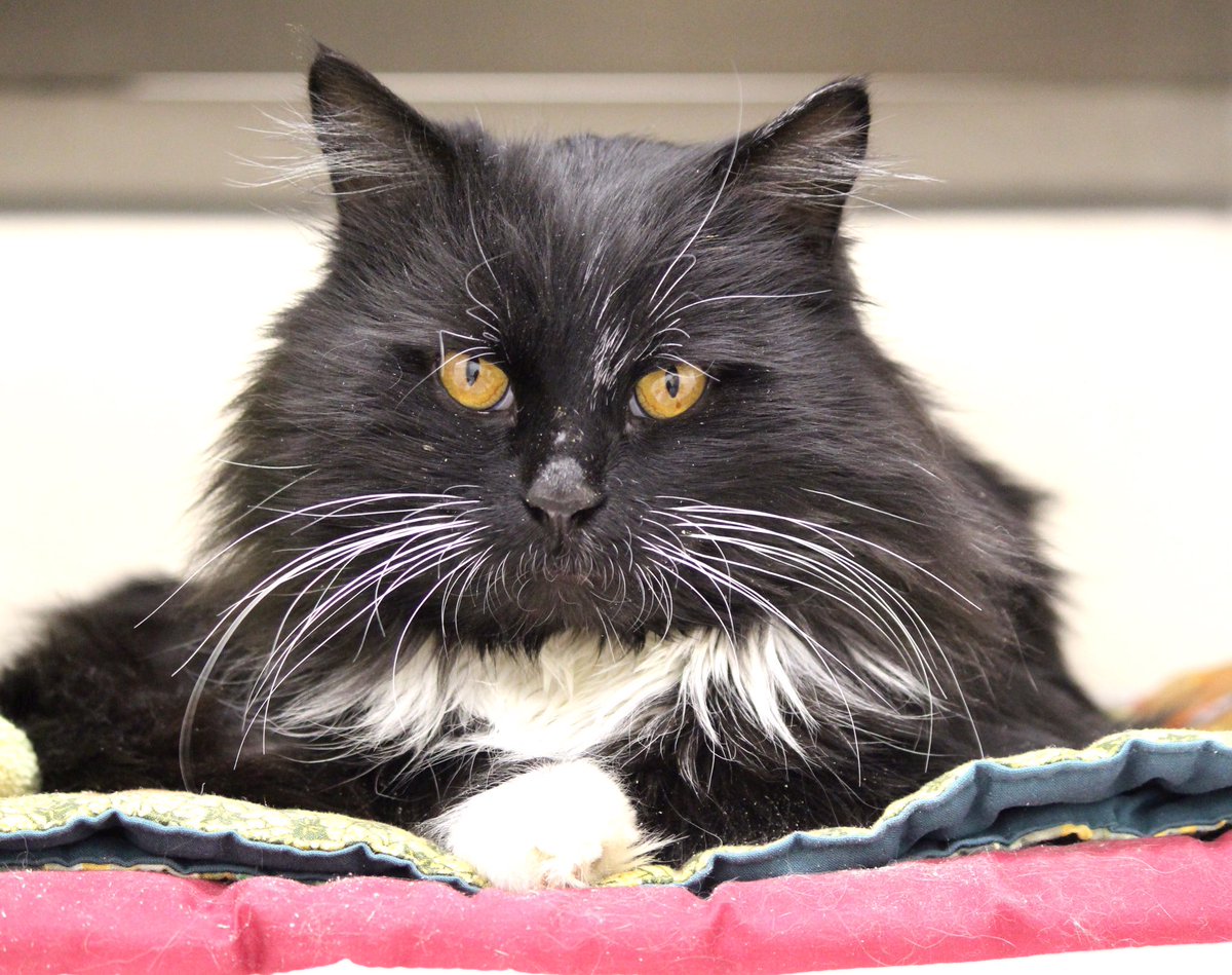 hfournier's tweet photo. George is one of our new residents. He comes to us from the street, and we have discovered what a sweet and gentle boy he is. 

If you’re thinking of adopting or fostering contact us today at sheltermanager@wildrosehumane.ca.

#pet #pets #petadoption #foster #cat #cats #dog #dogs https://t.co/qmnjgB7jKo
