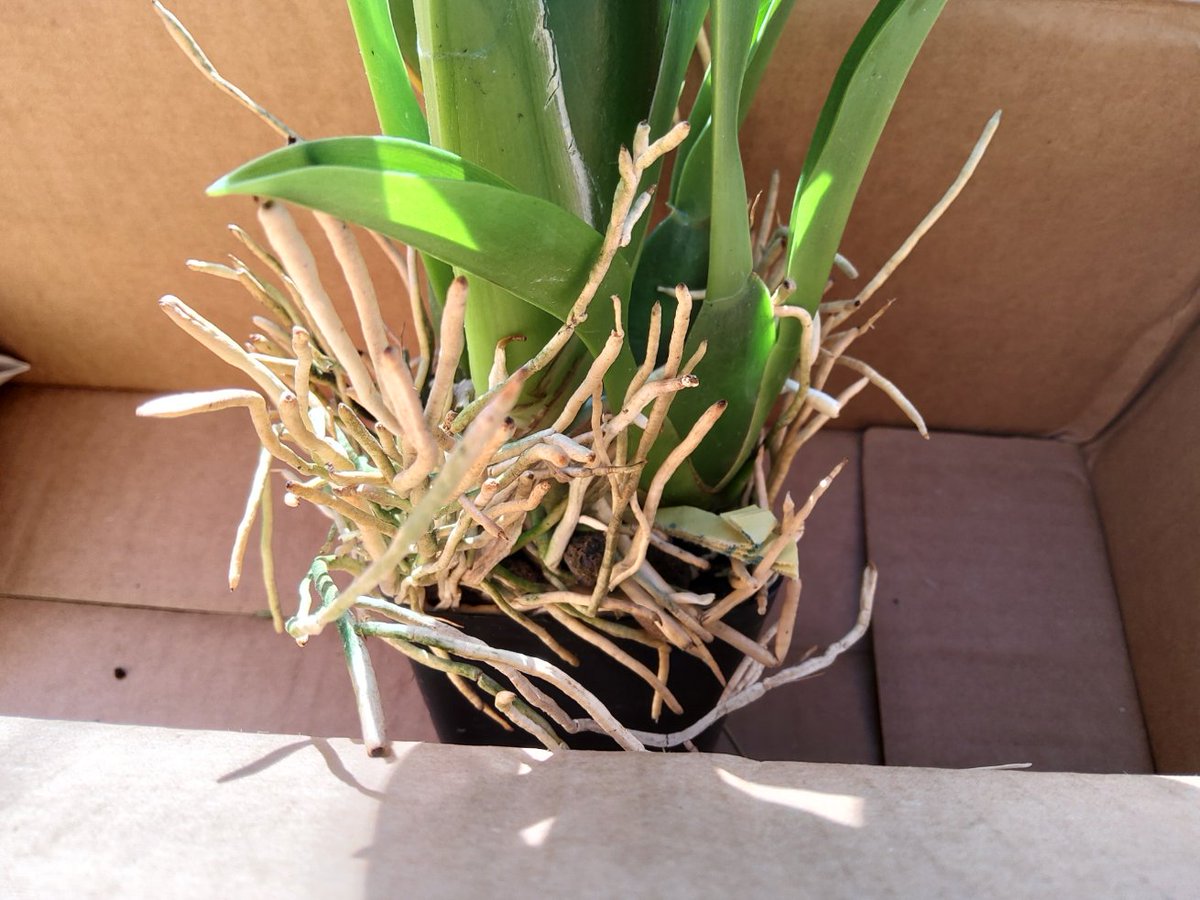 Fourth orchid is the same as the first, also in spike with lovely curlicue buds. Most notable about this one, though, is its impressive nest of aerial roots. Orchids love humidity, and this is why- these weird roots just water themselves straight from the air.