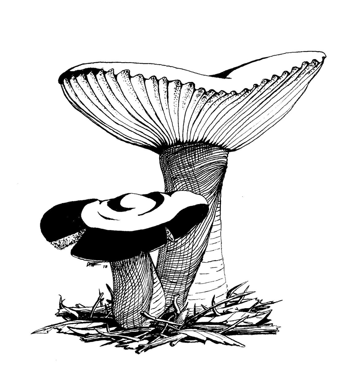 inkadillo's tweet photo. I don’t have any new art to post, since all my drawing time is dedicated to a comic I’m working on, so here are some of my #mushroom inktobers from 2018 https://t.co/xoRe8YYK6S