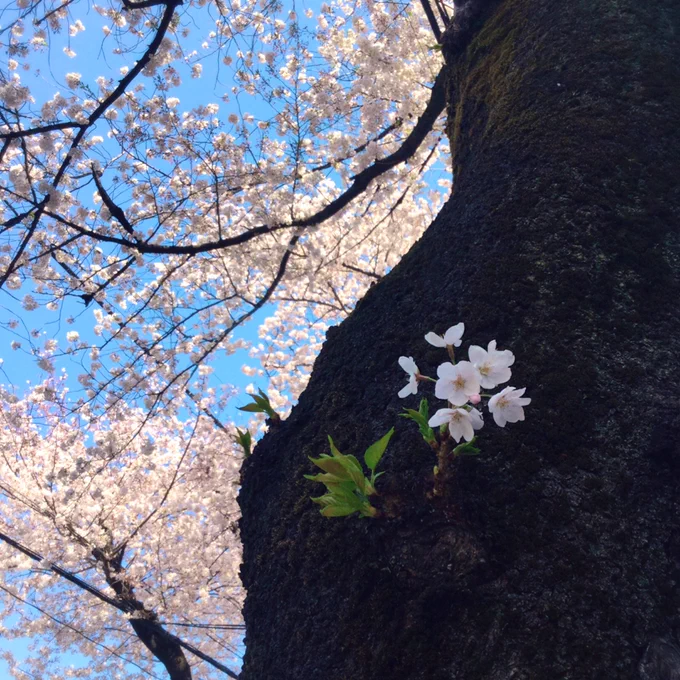 幹から咲いてる花が好きで毎年撮っちゃう 