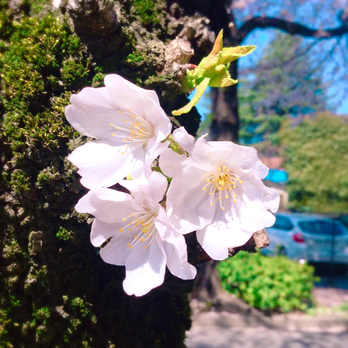 幹から咲いてる花が好きで毎年撮っちゃう 