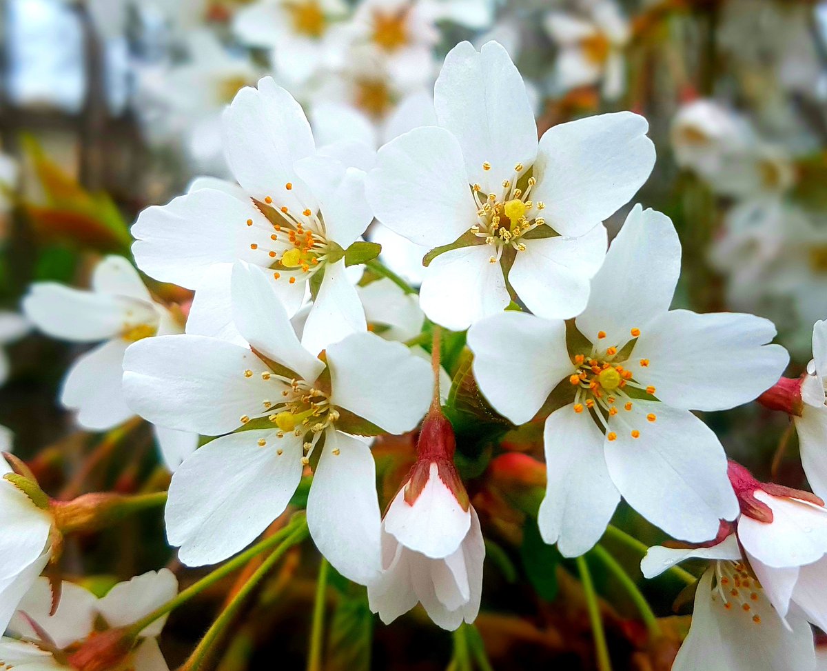 PictishBeastPub's tweet photo. A reminder that even in troubled times you can still find pleasure in the little things in life. These are some Spring blossoms I came across in Glasgow's West End during my once-a-day excursion out of the house today. 

#day8oflockdown #glasgow @HelloGlasgowist @GlasgowWEToday https://t.co/mEWLbzLgKx