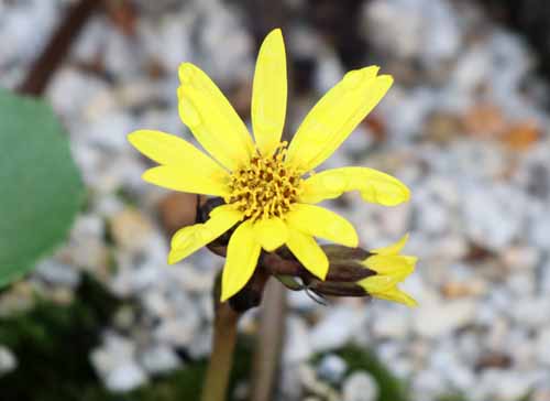 しょうたろう على تويتر ツワブキ キク科 常緑多年草 咲くやこの花館で撮影