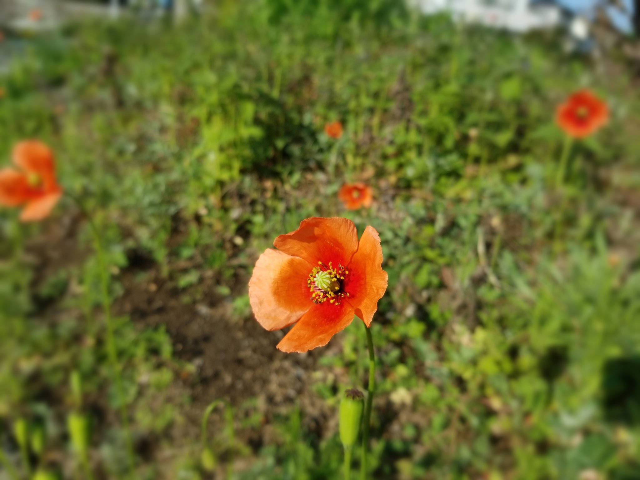 心音 令和２年 4 4 土曜日 おはようございます 花写はハナビシソウ もともとは外来種で環境が適しているのか道端のあちこちで目にするその姿に 勝手に花言葉を付けるなら しなやかな逞しさ 小さな花のハナビシソウはヒメハナビシソウという種類 別名を