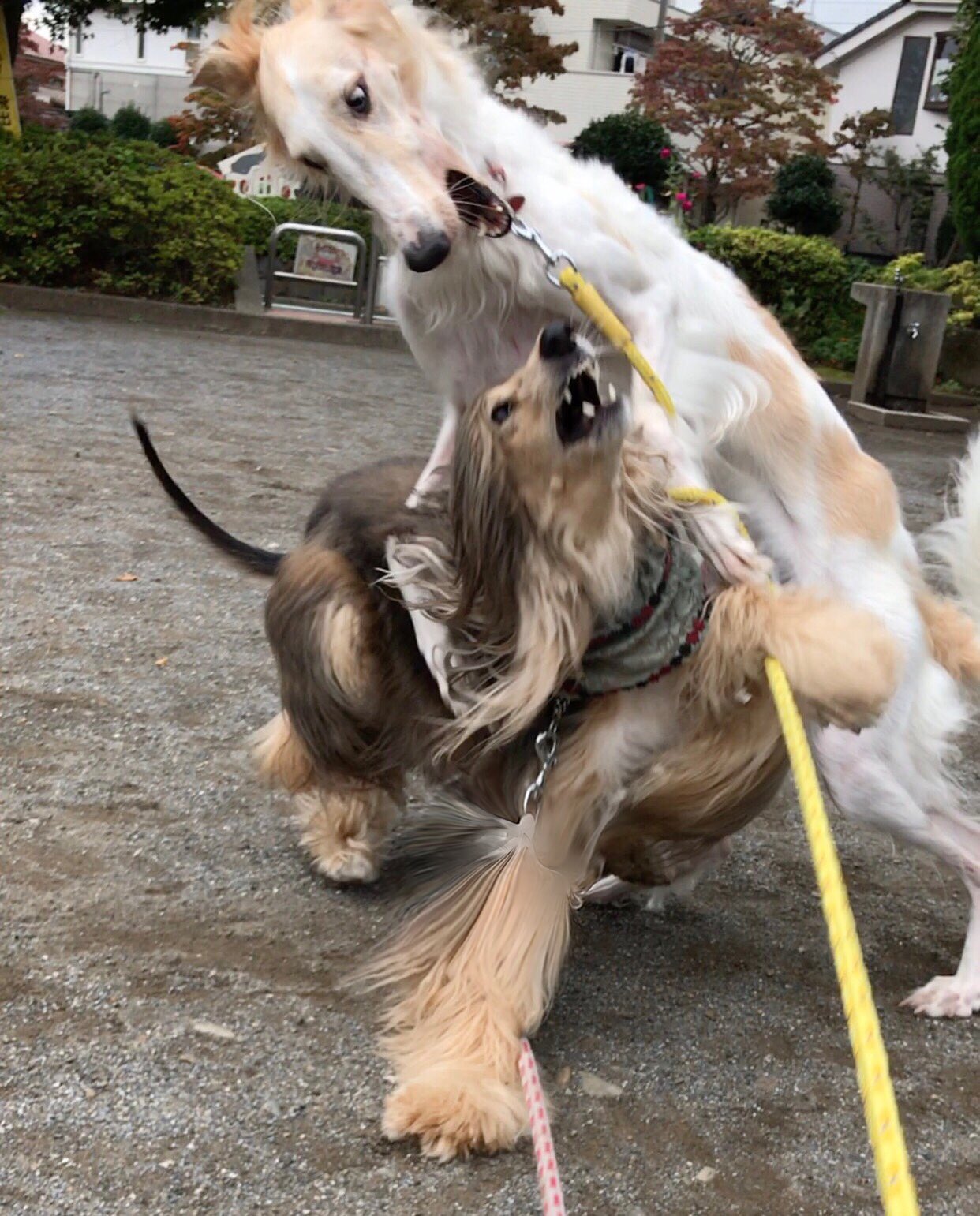 お散歩しにくいといわれる犬種のワンちゃんたち 本当にお散歩大変なの 実際の様子をどうぞ 話題の画像プラス お散歩しにくいといわれる犬種のワンちゃんたち 本当にお散歩大変なの 実際の様子をどうぞ 話題の画像プラス