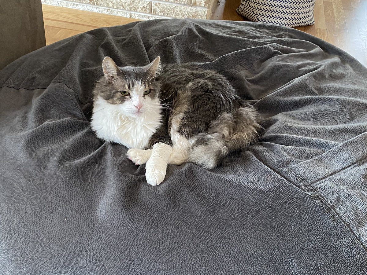 silea's tweet photo. Itโs taken about five years, but #FurBrain finally figured out that he can sit on the beanbag chair. #CatsOfTwitter https://t.co/bCVzCAdPlb