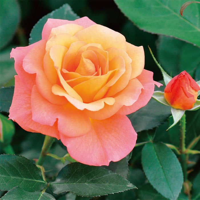 草木のこと בטוויטר Souvenir D Anne Frank アンネ フランクのバラ ベルギーの種苗家ヒッポリテ デルフォルヘが アンネの父オットーにアンネの形見として捧げた薔薇 日本にはオットーの手により伝えられた 花は赤い蕾からオレンジ 赤ピンク 赤に変わる特徴を