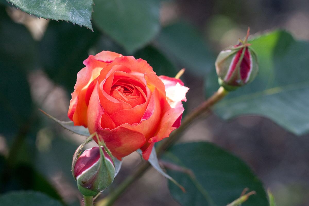 草木のこと בטוויטר Souvenir D Anne Frank アンネ フランクのバラ ベルギーの種苗家ヒッポリテ デルフォルヘが アンネの父オットーにアンネの形見として捧げた薔薇 日本にはオットーの手により伝えられた 花は赤い蕾からオレンジ 赤ピンク 赤に変わる特徴を