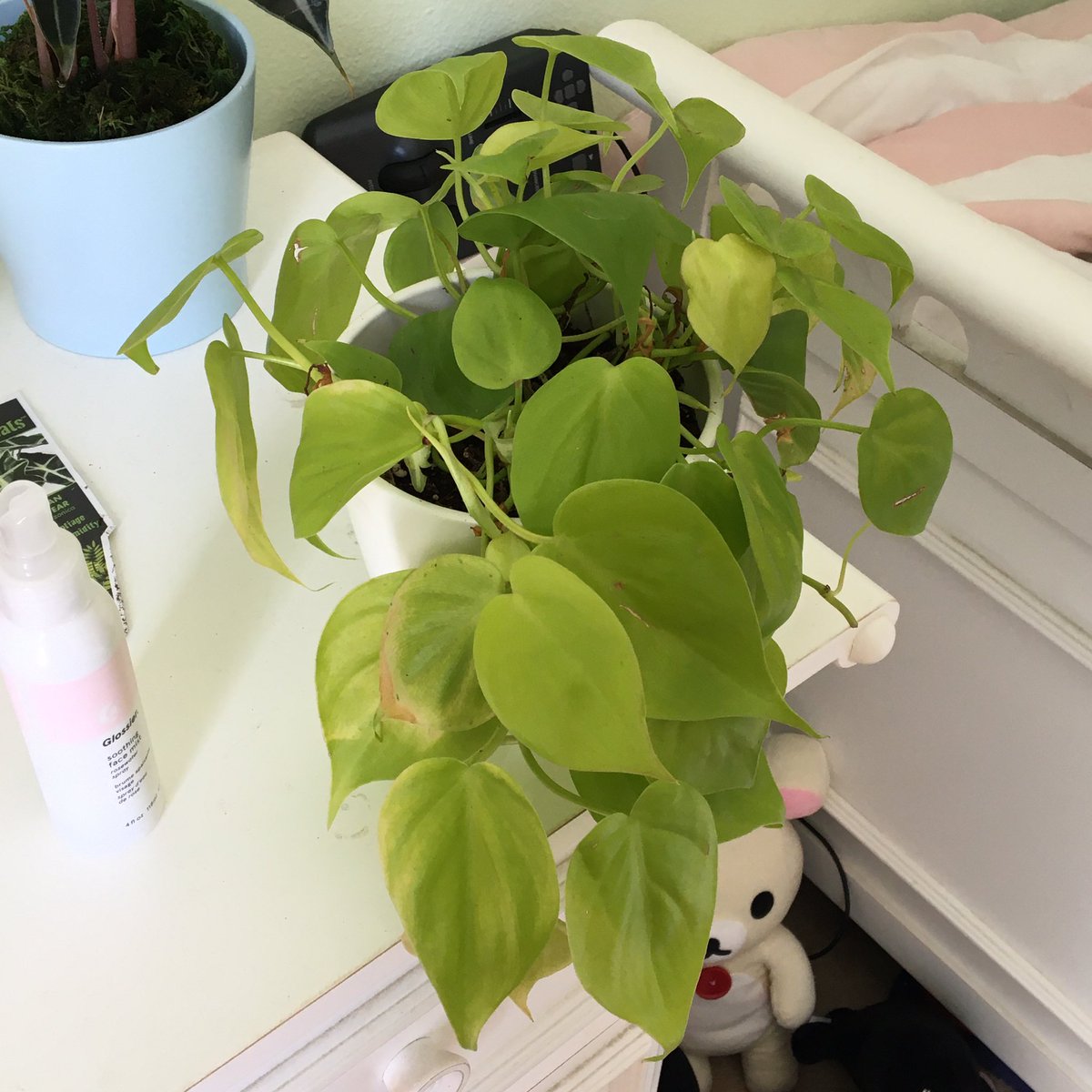 my other pothos.. neon something... it kind of took a beating too in the sun bc im a dumdum idiot but its starting to have growth now