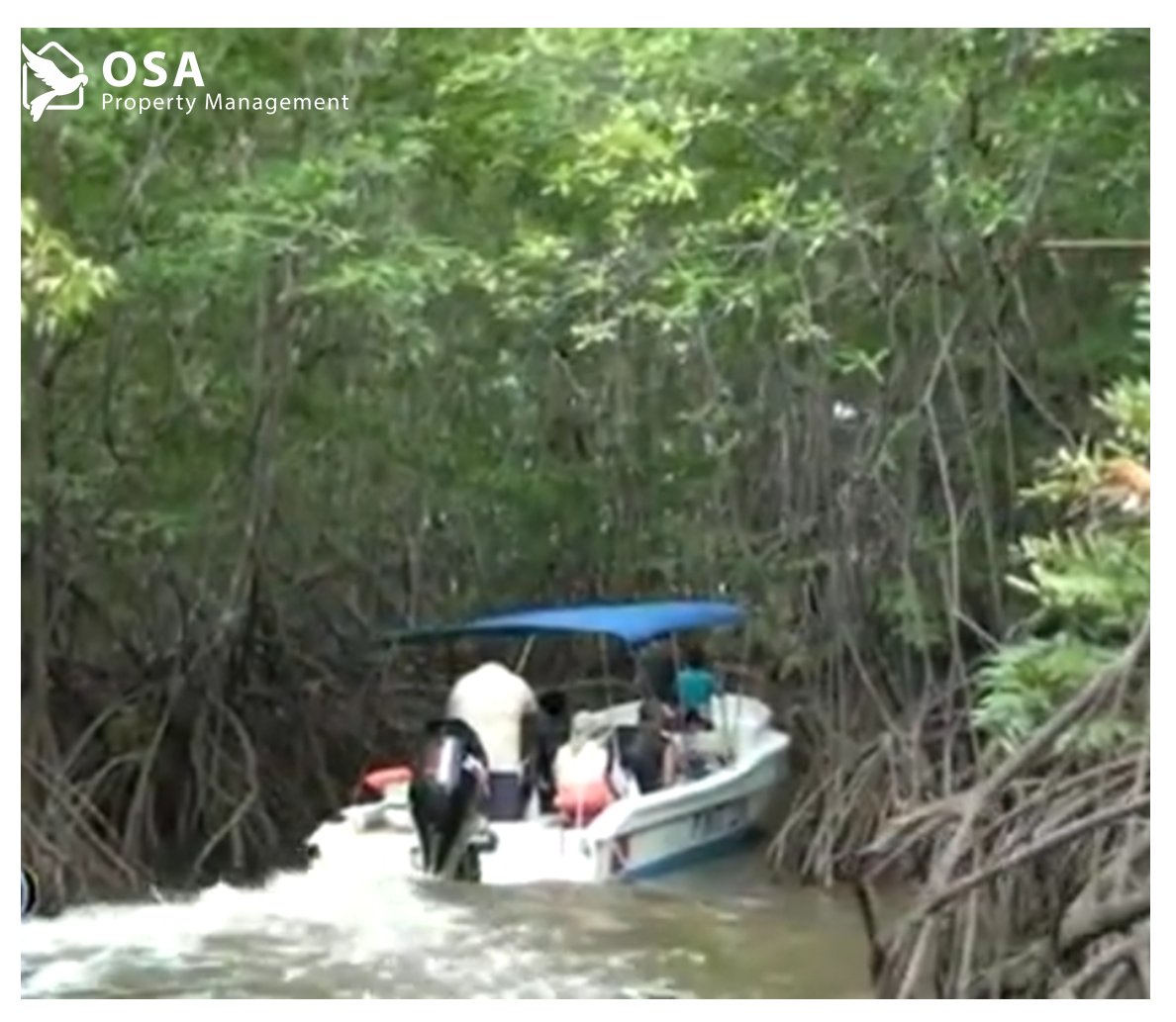 OsaPropertyMgmt's tweet photo. In the south of Costa Rica is the Terraba - Sierpe mangrove swamp, the largest in the country, place with variety of animals. #Sierpe #manglares #terraba
En el sur de Costa Rica esta el manglar Terraba- Sierpe, el mas grande del país, lugar con gran variedad de animales. https://t.co/4W1cFGAABO