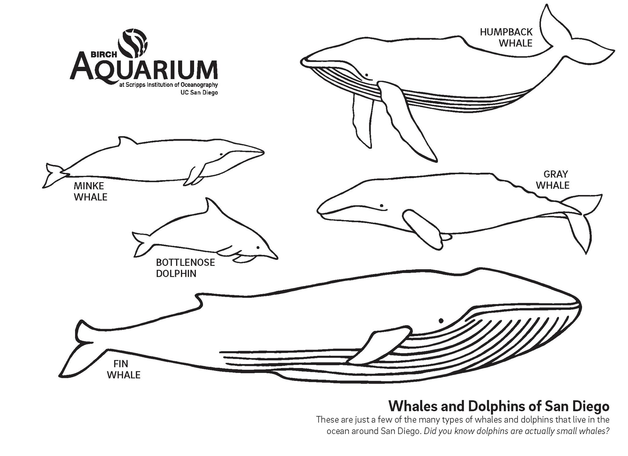 humpback whale coloring pages