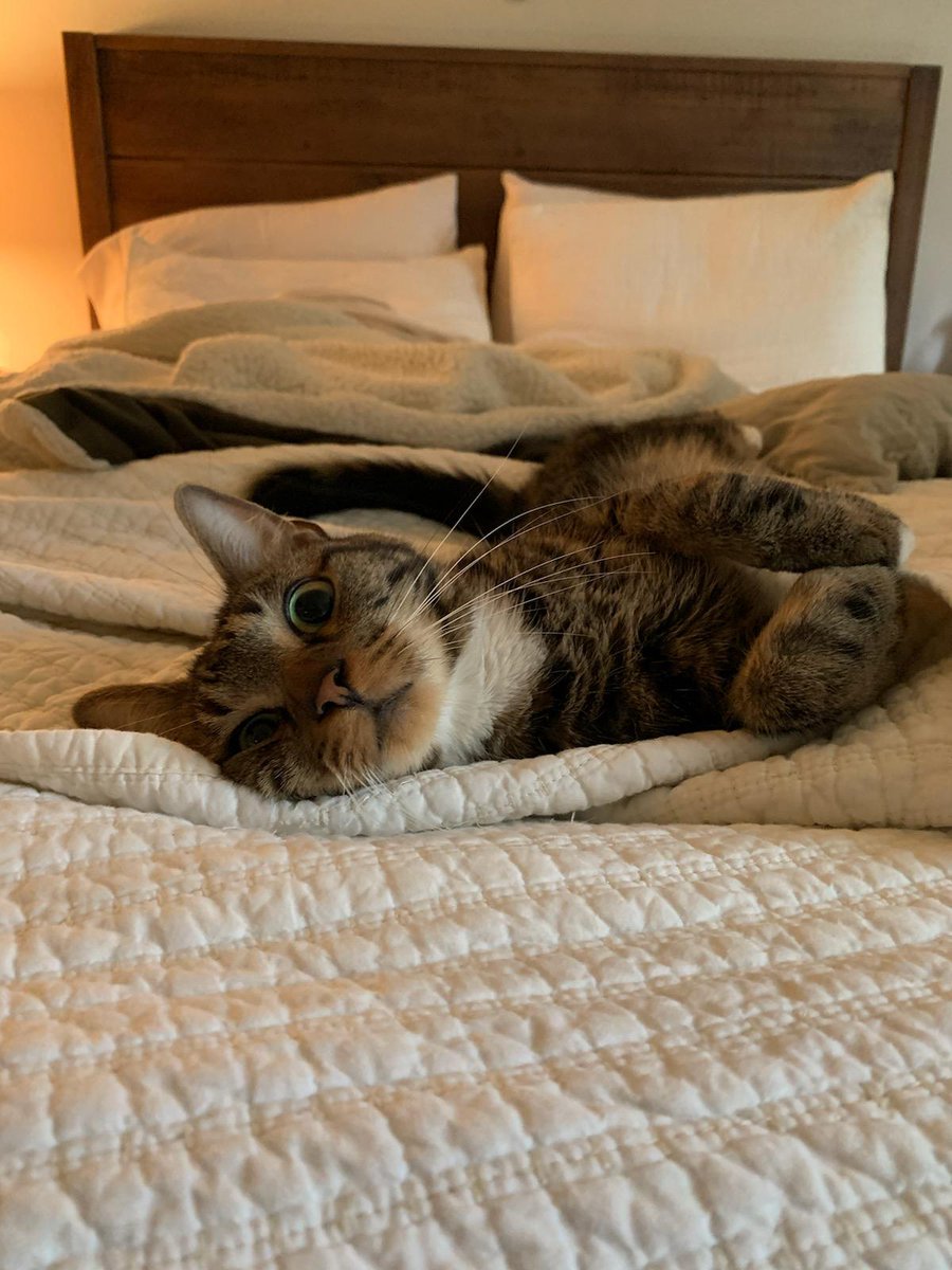 MeowMoeDotCom's tweet photo. #Kittyman!
 
#Cats #Cat #Kittens #Kitten #Kitty #Pets #Pet #Meow #Moe #CuteCats #CuteCat #CuteKittens #CuteKitten #MeowMoe

https://t.co/Sfj70uoa9a
 
. https://t.co/cYUnA2AWMO