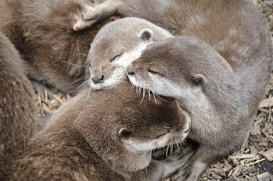 Otter_Emergency's tweet photo. When quarantine ends and I can hug my besties again https://t.co/kEhoqxcIBL