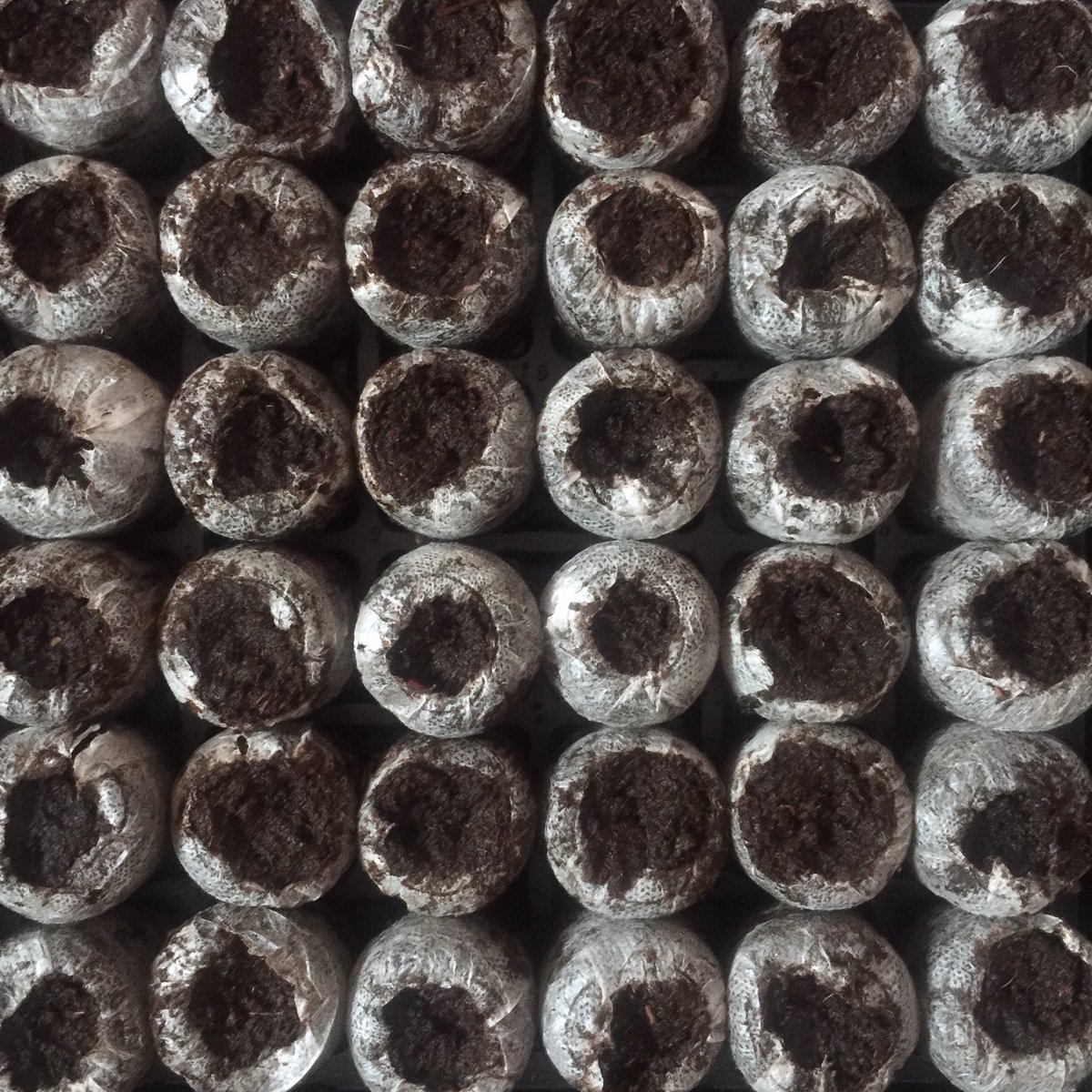 Planted 50% of my indoor plant starts today during a perfectly waxing gibbous moon —all the plants that need 8 weeks of growth before being transplanted outside. I’m growing a mix of food, medicine, and flowers. Planting more food this year than usual as most people must be.