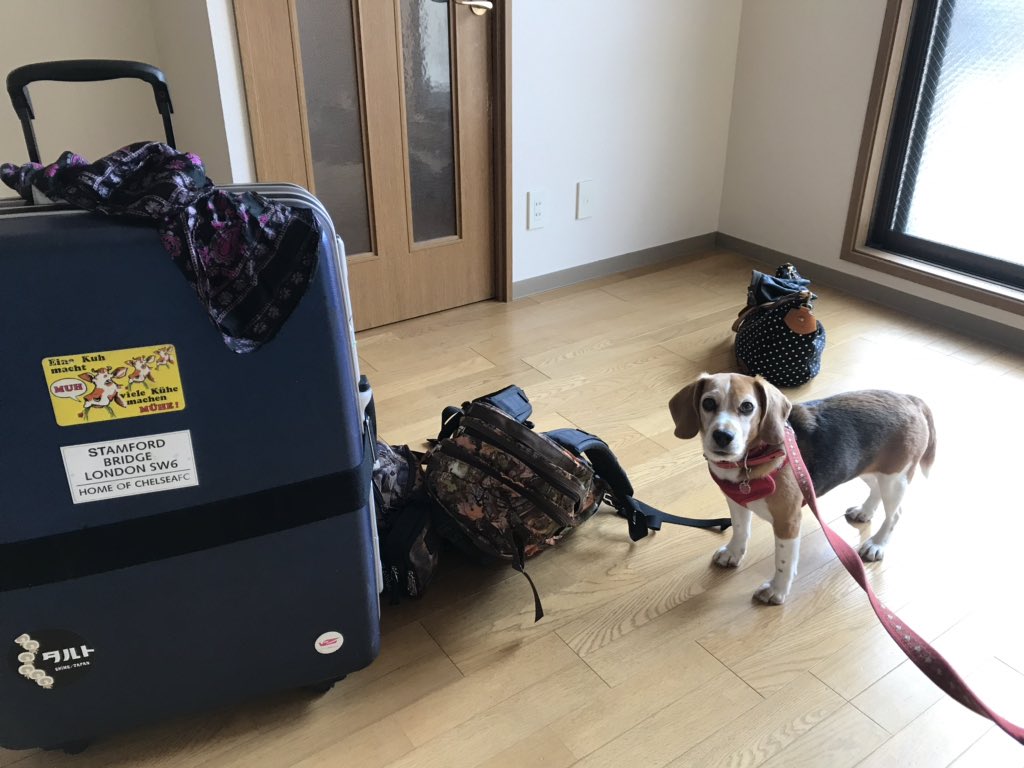 Where are we going ? #beagle #departure #newlife #movinghouse