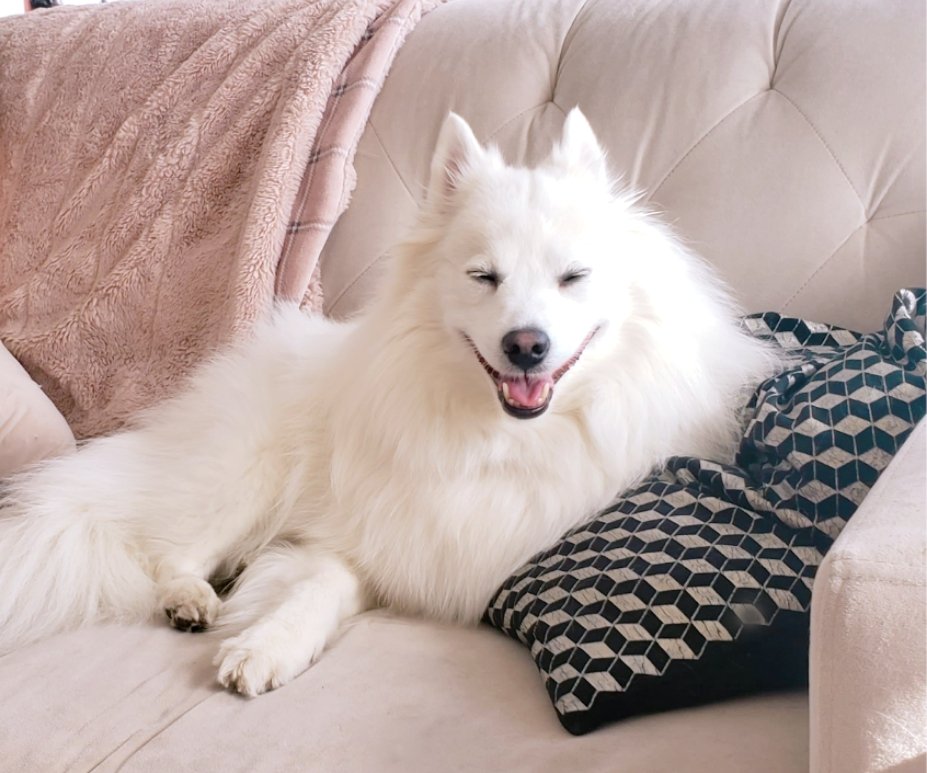 MsCherieDarling's tweet photo. A wild ninetails has appeared! 🌸
#pokemon #nintails #americaneskimo #dogsoftwitter #kitsune https://t.co/lM4fYMBXdG