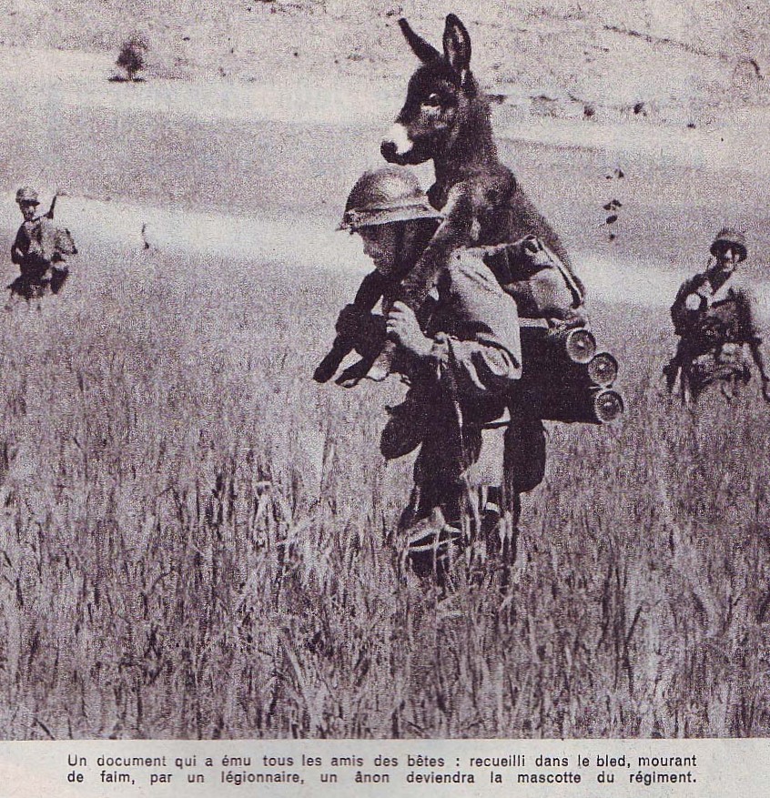<a href="/mhdksafa/">Mohamad Safa</a> The description is incorrect.
In July 1958 French soldiers (13e   demi-brigade de Légion étrangère) in the Middle east found a starving  donkey, they rescued it and it became their mascot, they named him   Bambi.