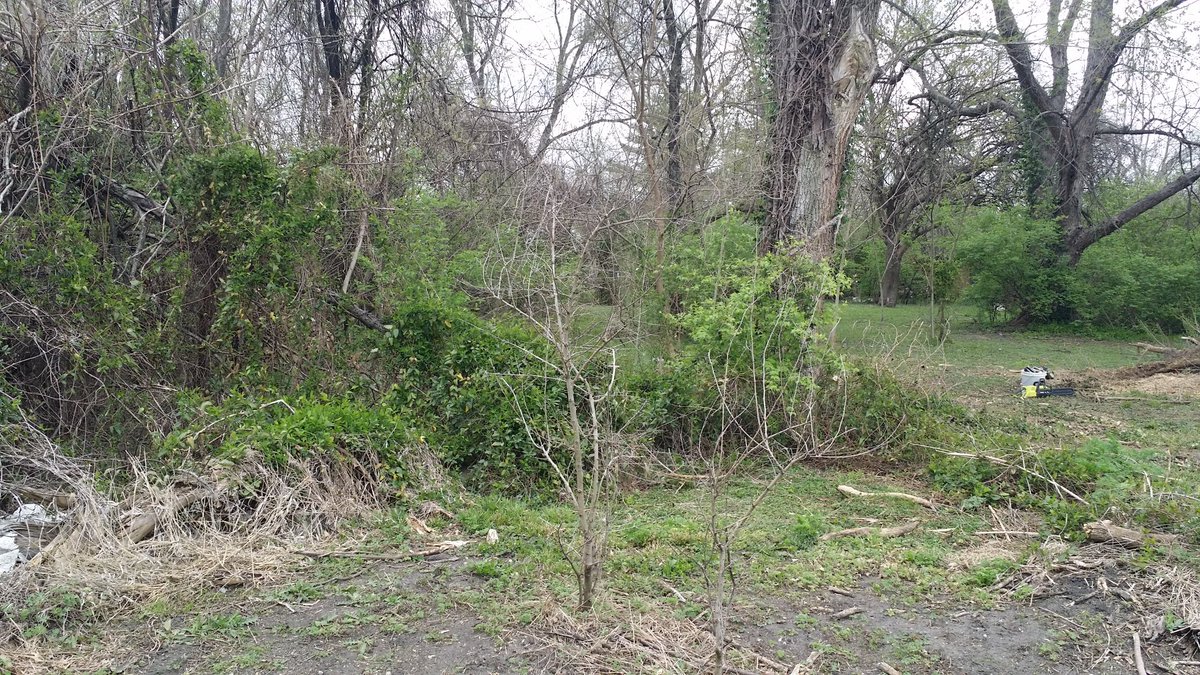 Before and after for today's work. Vines are the most time consuming to clear.