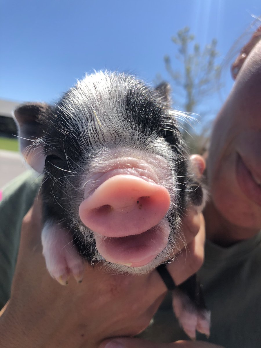 K9Apart's tweet photo. First time holding a newborn 🐷....first time bottle feeding a newborn 🐷. Pretty solid Friday! #squeal #babypig #piglet #socute #checkandcheck #kindalikeadogpic #somanyjokes https://t.co/ETsp3X59Hd