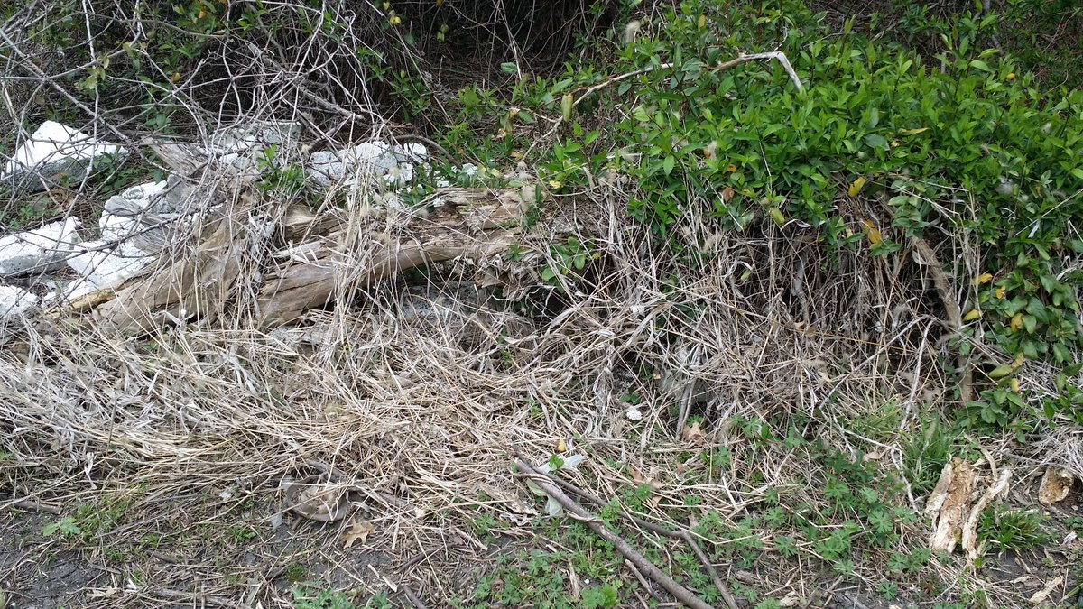 What's under the vines? A dead tree! (I'm shocked *insert eyeroll*)