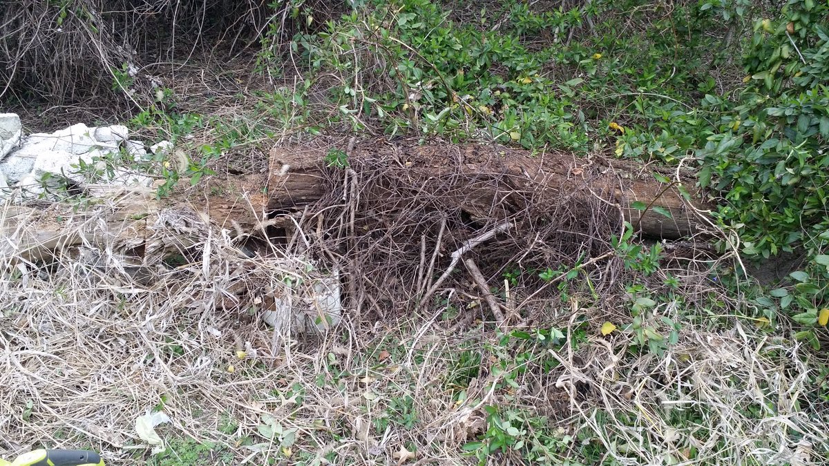 What's under the vines? A dead tree! (I'm shocked *insert eyeroll*)